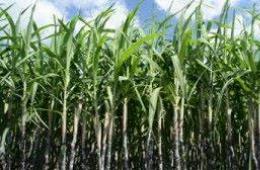 Однако до сих пор половину объема всего мирового производства сахара дает сахарный тростник