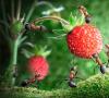 Co říkají knihy snů o mravenci?