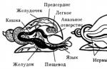 Clasa Bivalve: caracteristici, sisteme de organe, reproducere și stil de viață Larva moluștelor bivalve de apă dulce