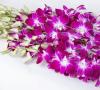 Orchideje Dendrobium nobile - domácí péče