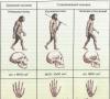 Jaký faktor lidské evoluce je považován za sociální?