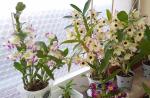 Dendrobium Orchid: fotografie, popis, odrůdy, vlastnosti chovu a péče Dendrobium Orchid co