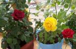 Pokojová růže: nuance péče doma