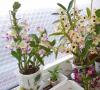 Dendrobium Orchid: ფოტო, აღწერა, ჯიშები, მოშენება და მოვლის მახასიათებლები Dendrobium Orchid რა