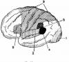 Lekce na téma „Velké hemisféry mozku