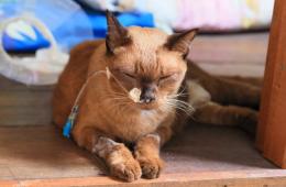 Když kočka zemřela.  Proč umírá kočka doma?  Jak pomoci kočce vyrovnat se se smrtí svého majitele