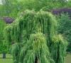 Fotografie a popis Willow tree