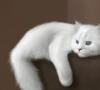 რატომ ოცნებობს თეთრი კატა: ქალი, გოგონა, ორსული ქალი, მამაკაცი - ინტერპრეტაცია სხვადასხვა ოცნების წიგნებიდან სიზმარში თეთრი ფუმფულა კატა