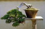 Pěstování a péče o bonsaje doma