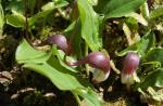 Pokojové rostliny s fialovými květy - top kolekce Jak se jmenuje bílofialový květ
