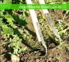 Jak pěstovat kořenový celer: od sazenic po otevřenou půdu