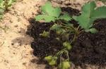 Jak hnojit jahody během kvetení a plodů?