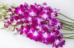 Orchideje Dendrobium nobile - domácí péče