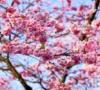 იაპონური საკურას ხე რა ხილი იზრდება საკურაზე