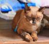 Když kočka zemřela.  Proč umírá kočka doma?  Jak pomoci kočce vyrovnat se se smrtí svého majitele