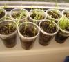 Mattiola dvourohá - pěstování ze semen, výsadba a péče, foto