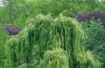 Fotografie a popis Willow tree